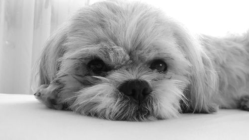 Close-up portrait of dog lying down