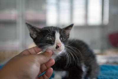 Cropped hand of person touching kitten at home