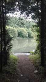 Reflection of trees in water