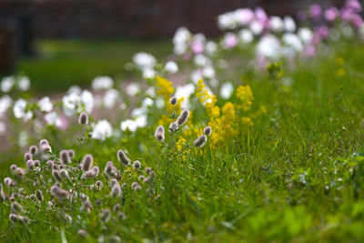 Plant growing on grassy field