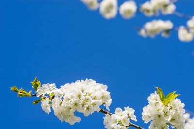 Low angle view of cherry blossoms against clear blue sky