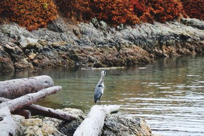 Gray heron perching on rock by lake
