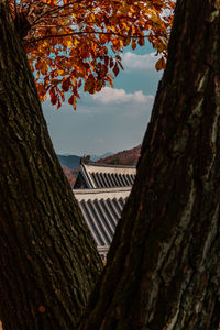 Low angle view of trees against sky