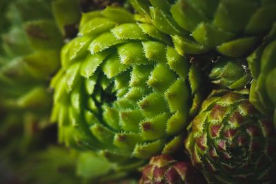 Full frame shot of green plant