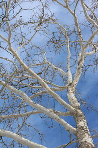 Low angle view of bare tree against blue sky