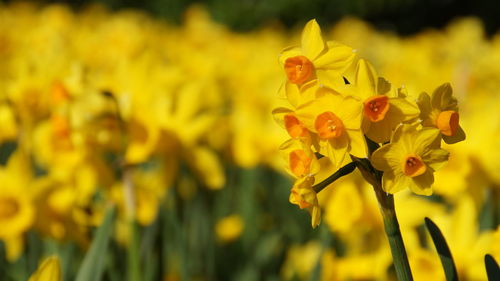 Close-up of yellow flowers