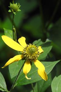 Close-up of yellow flowering plant