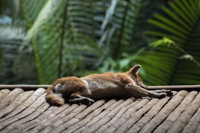 Cat sleeping in a forest