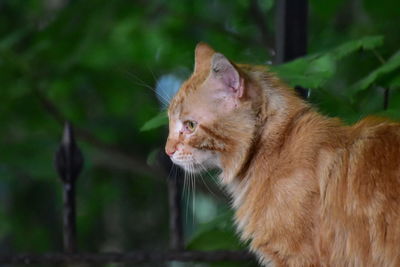 Side view of a cat looking away