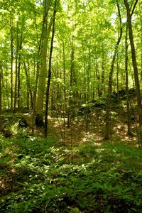 Trees in forest