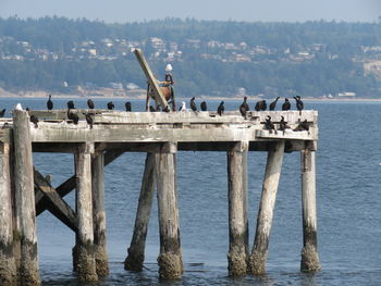 Birds perching on pier over sea against sky