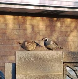 Pigeons perching on wall