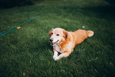 Ginger dog 