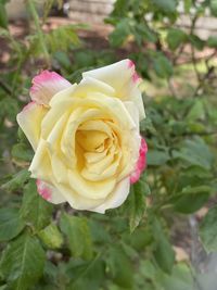 Close-up of rose flower