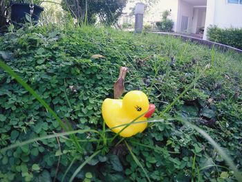 Close-up of yellow plants