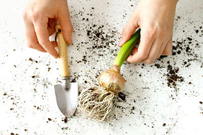 A small garden shovel for indoor plants and hyacinth bulb in the hands of a florist