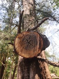 Low angle view of tree trunk in forest