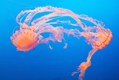 Close-up of jellyfish swimming underwater at aquarium