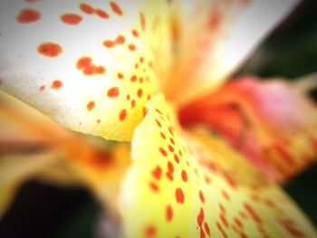 Close-up of flower