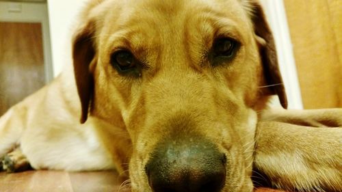 Close-up of dog