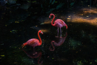 Flamingos in pair