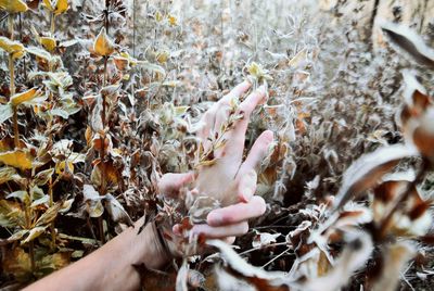 High angle view of hand holding leaves during autumn