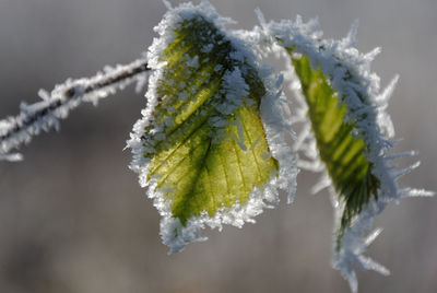 Close-up of frozen plant during winter