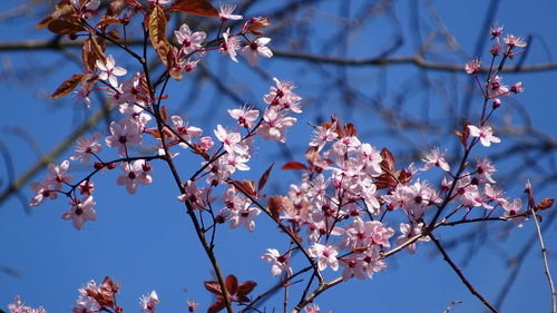 Spring blossom