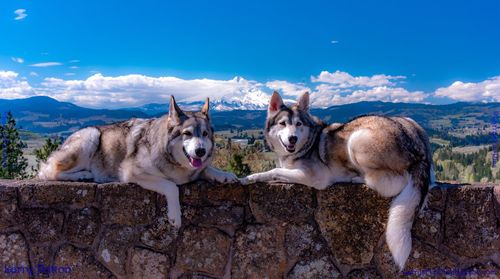 Portrait of dogs on mountain against sky