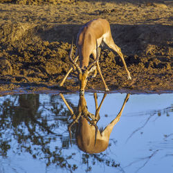 Deer drinking water in lake
