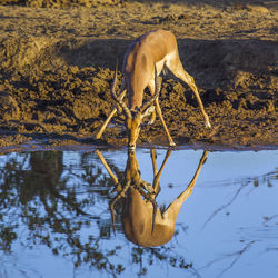 Horse drinking water in lake