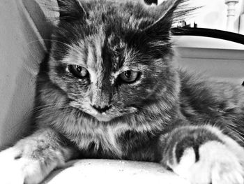 Close-up portrait of cat