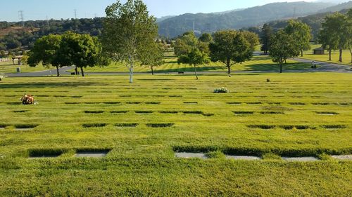 Scenic view of trees on field