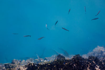 
small shoal of fish, on the syracuse coast, island of ortigia in sicily