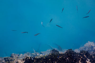 Flock of birds swimming in sea