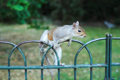Close-up of squirrel on metal fence