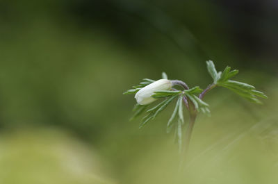Close-up of white flower against blurred background