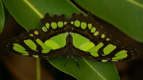 Close-up of green leaves