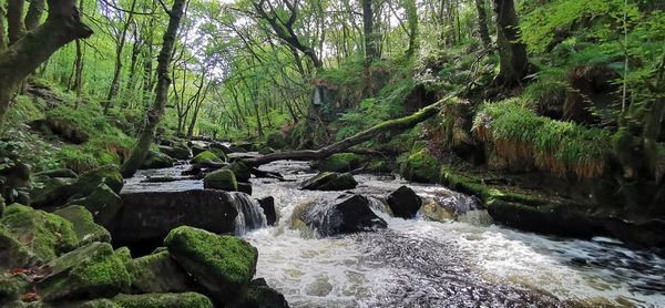 Stream flowing through rocks in forest