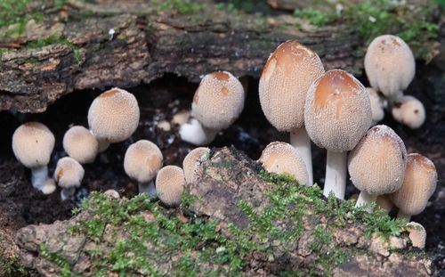 mushroom