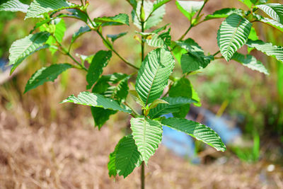 Close-up of freshh mitragyna speciosa or kratom leaves growing in the garden
