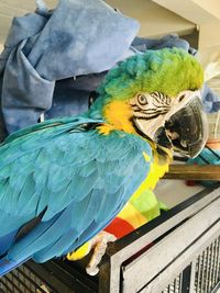 Close-up of parrot perching on wood