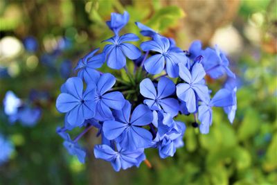Close-up of purple flowering plant