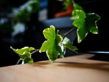 Close-up of plant growing on table