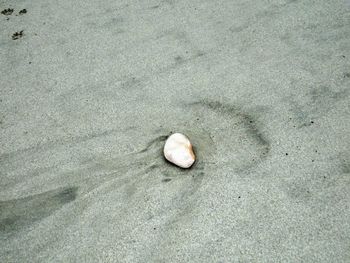 High angle view of seashell on beach