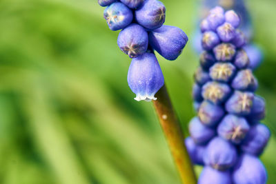 Close-up of purple flowering plant