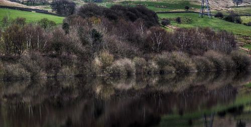 Reflection of trees in river