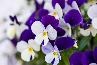 Close-up of purple flowering plants