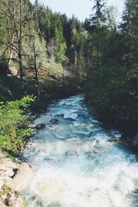 River flowing amidst trees in forest