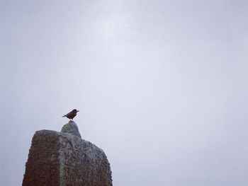 Low angle view of seagull perching on rock against sky